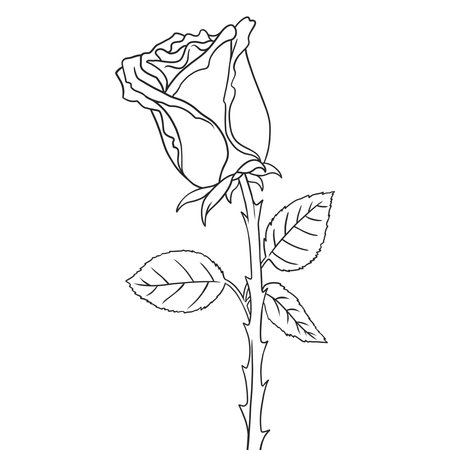 Detailed clean line art illustration of a roseのイラスト素材
