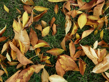 Autumn leaves