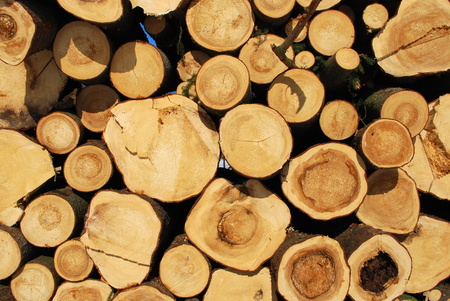 Pile of logs on the edge of a forest の写真素材