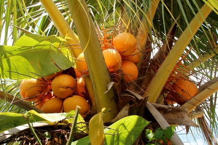 Young coconuts on the tree, Bali, Indonesia.