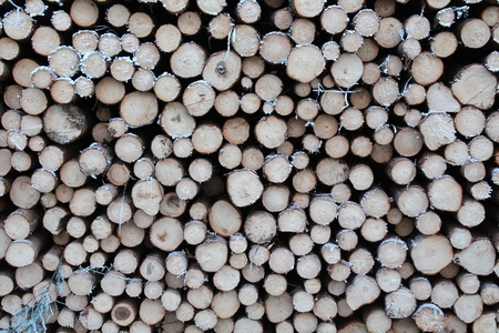 Background from pile of wood logs in the forest in winter - wood industry.の写真素材