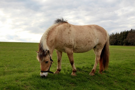 Fjord horse on pasture.の写真素材