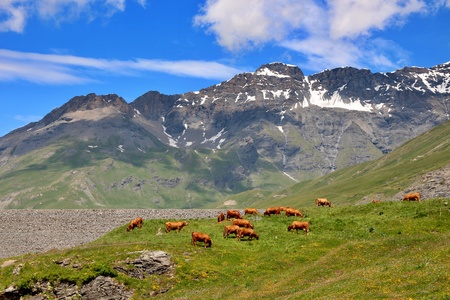 French brown cows on pasture in the mountains.の写真素材
