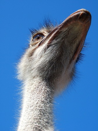 Ostrich glanceの写真素材
