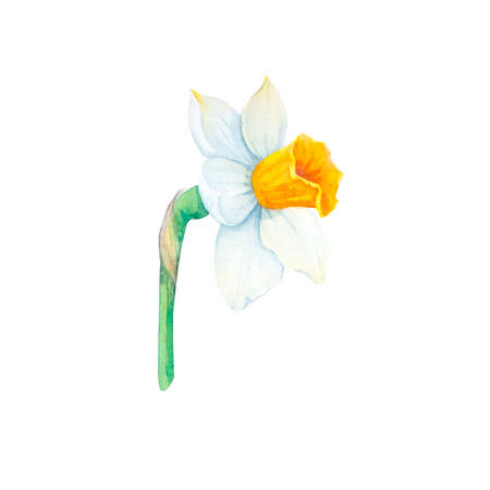 Narcissus watercolor illustrations on a white backgroundの写真素材