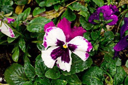 flower sprouted from the rainの写真素材