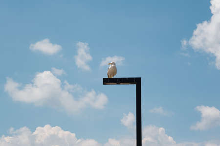 Seagull on a post with blue sky and white clouds.の写真素材