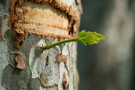 Young green sprout on the bark of a birch tree.の写真素材