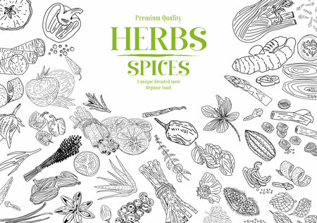 Herbs Spices vector hand drawn collection. Sketch kitchen herbs isolated.のイラスト素材