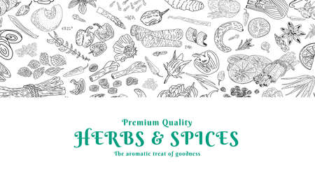 Herbs Spices vector hand drawn collection. Sketch kitchen herbs isolated.のイラスト素材