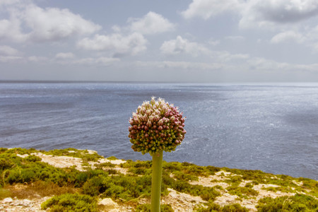 View over the sea near Xlendi Bay Gozoの写真素材