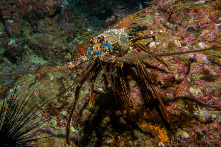 Old Lobster in Cocos Island Costa Ricaの写真素材