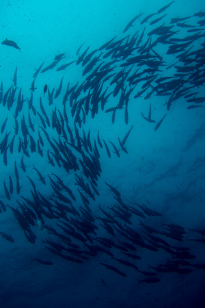 School of Jacks in cocos island costa rica