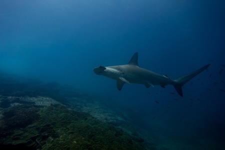 A hammerhead shark in malpelo island Colombiaの写真素材