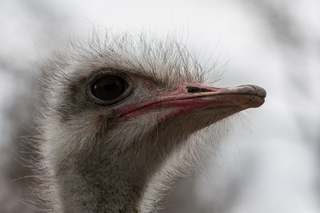 Portrait of a ostrich in the zoo of Leipzig