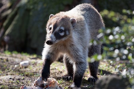 Coati in the Zoo of Prague Czechの写真素材