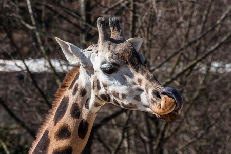Portrait of a Giraffe in the zoo of Pragueの写真素材