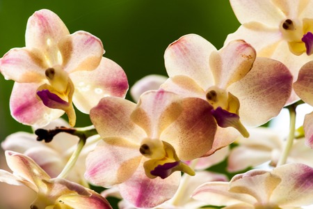Singapore Orchid Garden