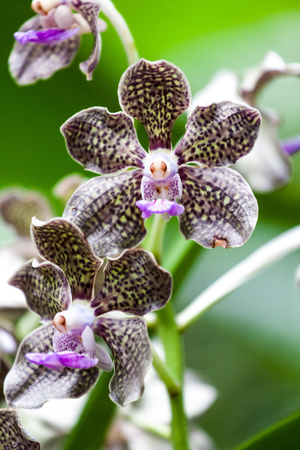 Singapore Orchid Garden