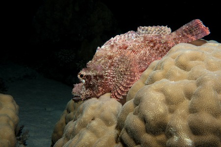 scorpion fish in the red sea