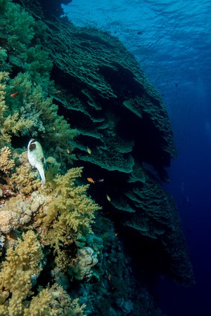 Coral garden in the red seaの写真素材