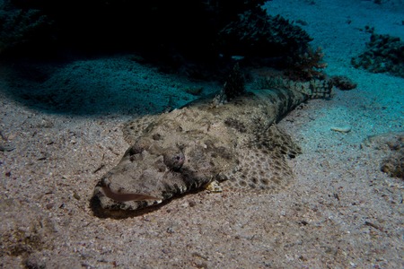 crocodile fish in the red sea in egyptの写真素材
