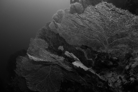 gorgonian coral in the red sea in egyptの写真素材