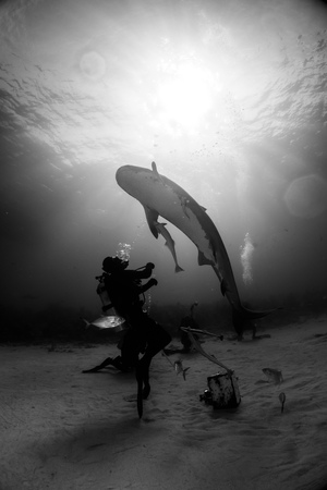 Playing with iger shark Bahamasの写真素材