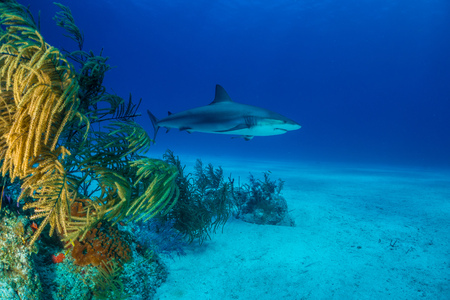 Reef Shark Bahamasの写真素材
