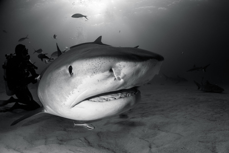 Tiger shark Bahamasの写真素材