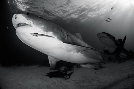 Tiger shark around Bahamas in Tiger Beachの写真素材