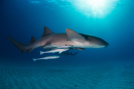 Nurse shark around the Bahamas in Biminiの素材 [FY31099746406]