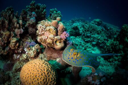 Bluepointed stingray in the red sea egypt