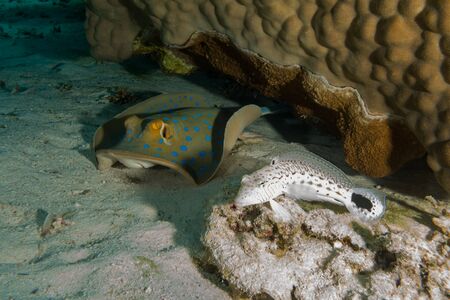 Blue spotted stingray in the red sea egypt