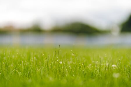 Close up to greed grass field. photo shot with selective focus and beautiful natural bokeh background. Summer natural blurred green grass field.の写真素材