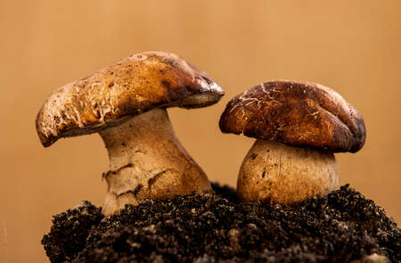 pair of small penny bun, nested in earth, isolated
