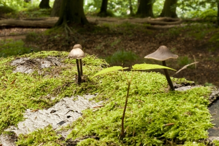 Mushrooms and little plant growing on a trunk covered in green moss  の写真素材