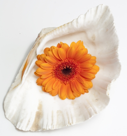 Gerbera daisy in sea shell  の写真素材