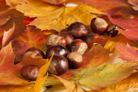 Chestnut lying on maple tree leaf  の写真素材