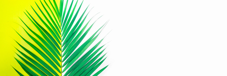 Tropical palm leaves on colorful background.copy spaceの写真素材