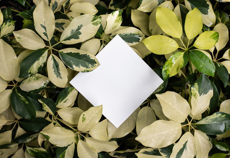 Beautiful leaves with white copy space background in garden.nature concepts design.For presentation...