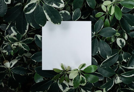 Beautiful leaves with white copy space background in garden.nature concepts design.For presentation or key visual ideasの写真素材