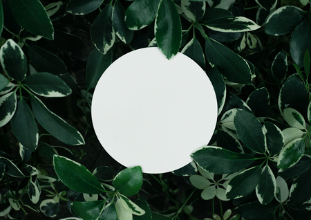 Beautiful leaves with white copy space background in garden.nature concepts design.For presentation or key visual ideasの写真素材