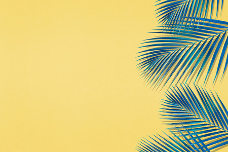 Tropical palm leaves pattern with copy space on pastel color background.Nature and holiday summer concepts.Floral elementsの写真素材