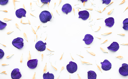 Orchid petal with copy space on white background.flat lay design