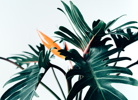 Exotic tropical flower strelizia and xanadu leaves on white background.nature concepts ideas