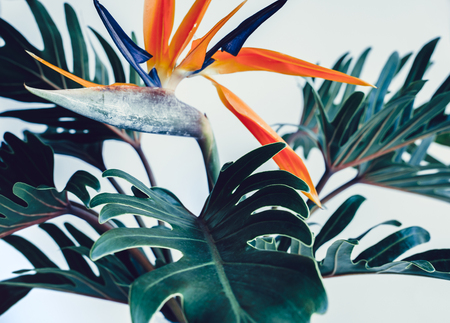 Exotic tropical flower strelizia and xanadu leaves on white background.nature concepts ideasの写真素材