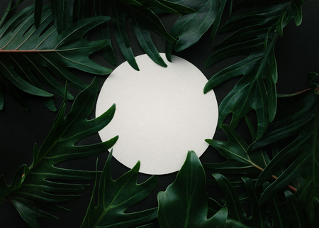 Exotic tropical xanadu leaves with white space background. nature concepts ideasの写真素材