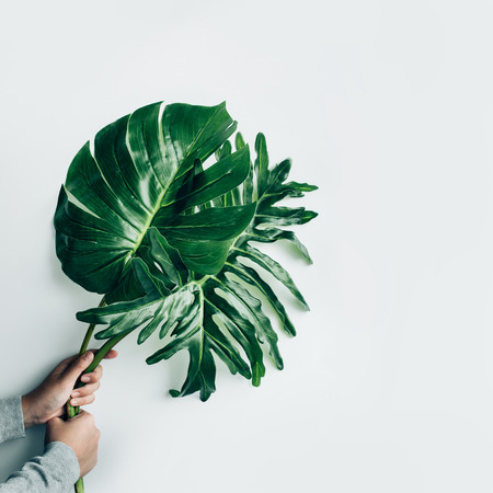 Female holding monstera leaf on white studio background.hipster, nature,fashion concepts ideasの写真素材