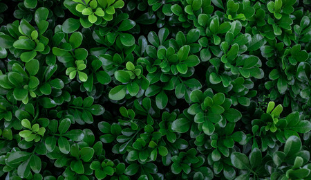 Green leaves wallpaper background design.Flat lay.Top view of leaf.Nature concepts